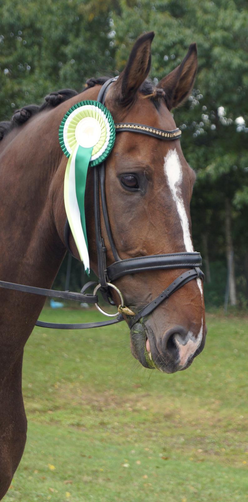 Dansk Varmblod MK´s Oscar billede 18