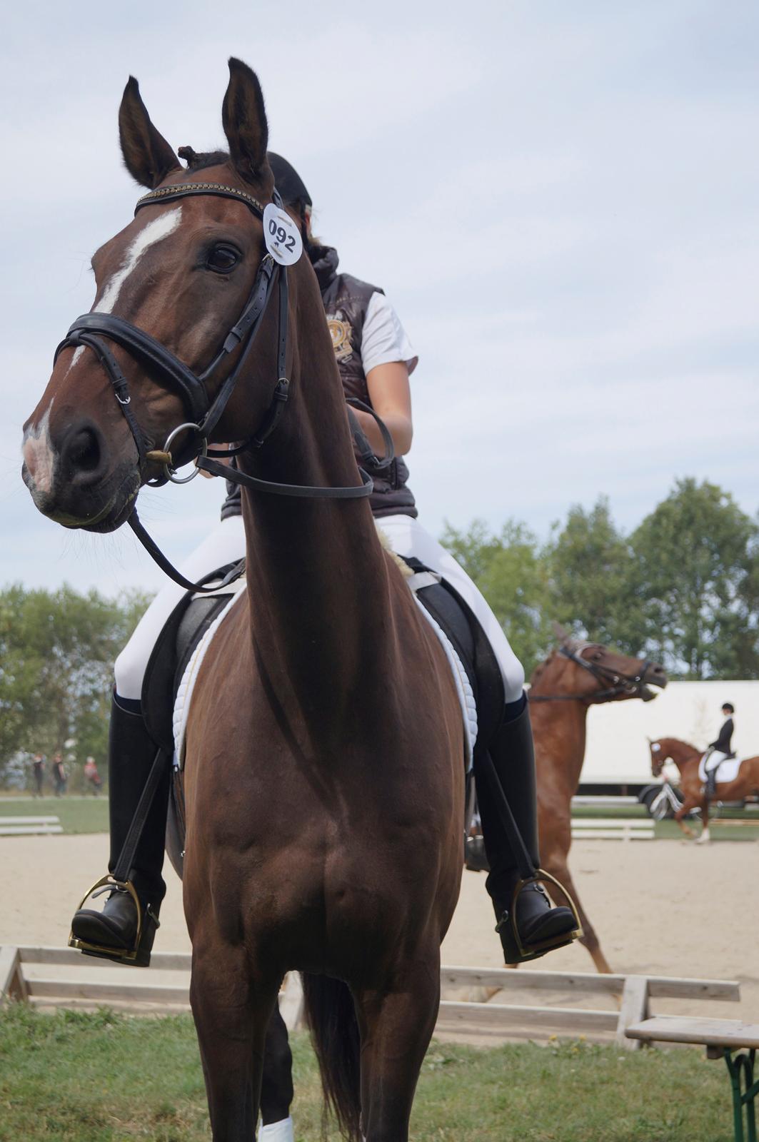 Dansk Varmblod MK´s Oscar billede 16