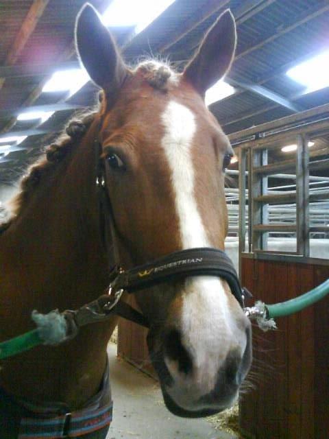 Anden særlig race Prinsess billede 2