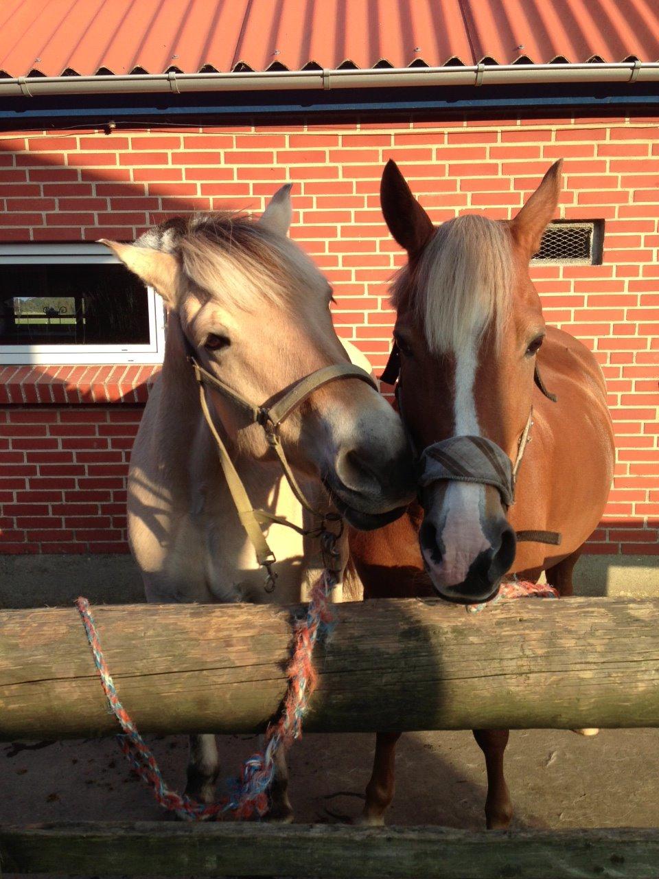 Anden særlig race Prinsess - Lucas hygge<3 billede 5