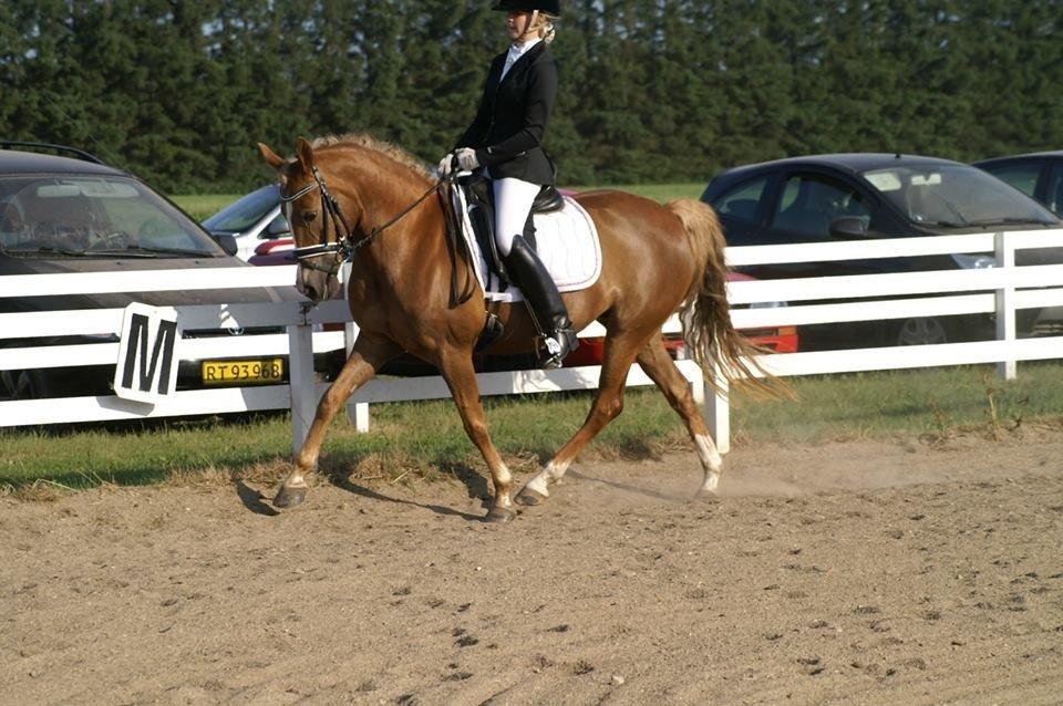 Anden særlig race Prinsess - Hodsager 2013 billede 7