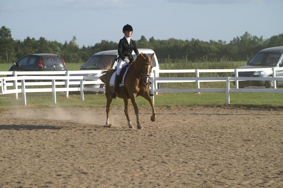 Anden særlig race Prinsess - Hodsager 2013 billede 8