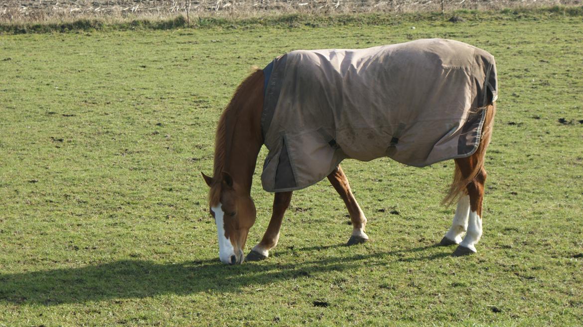 Frederiksborg Locky Classic - helt nyt billedet fra mig, det er længe siden. taget den 27 feb. 2014 billede 16
