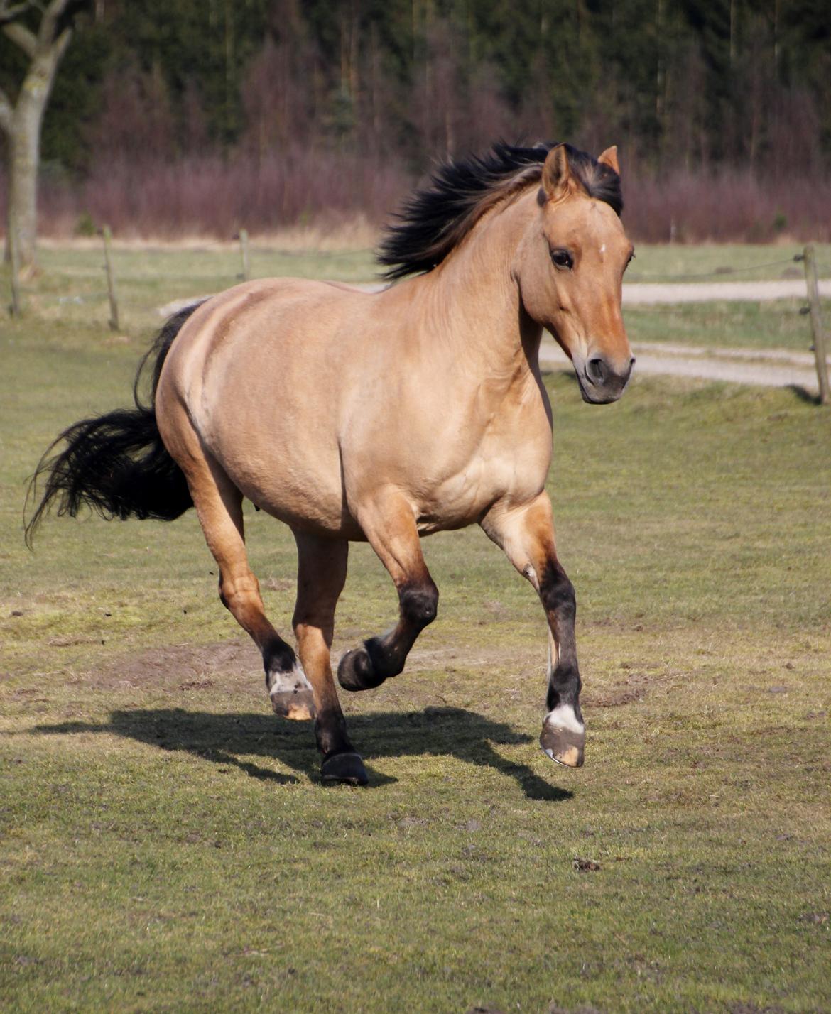 Anden særlig race Isabella<3 - Lækker galoppony (; billede 2