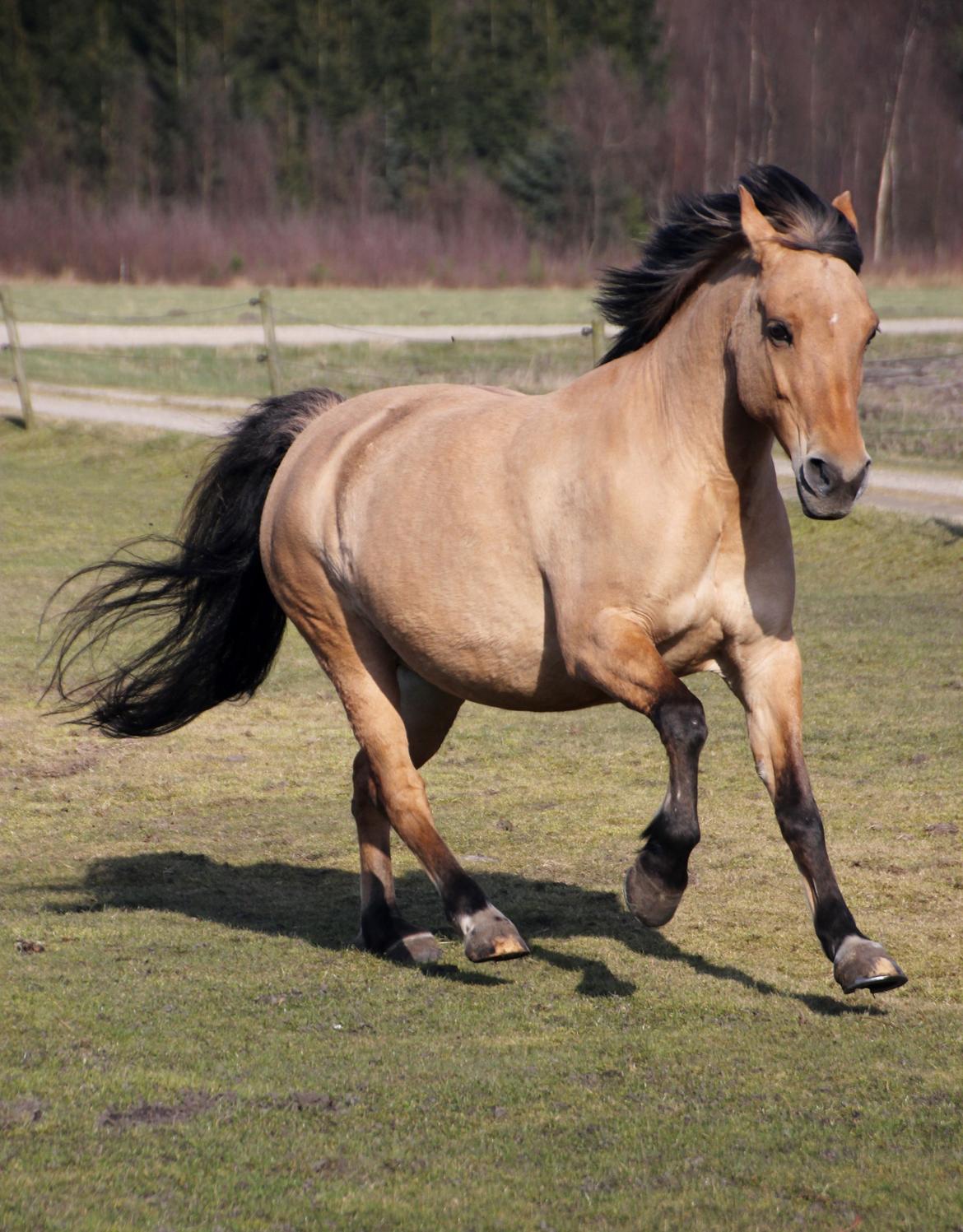 Anden særlig race Isabella<3 billede 47