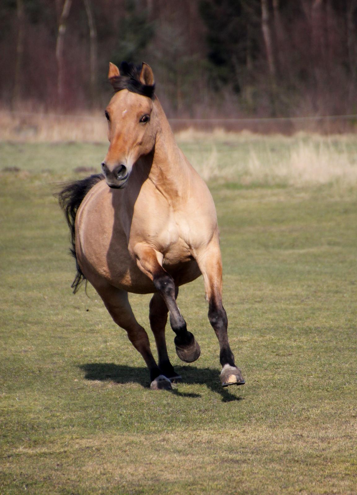 Anden særlig race Isabella<3 billede 11