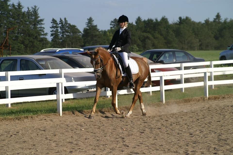 Anden særlig race Prinsess - hodsager 2013 billede 9
