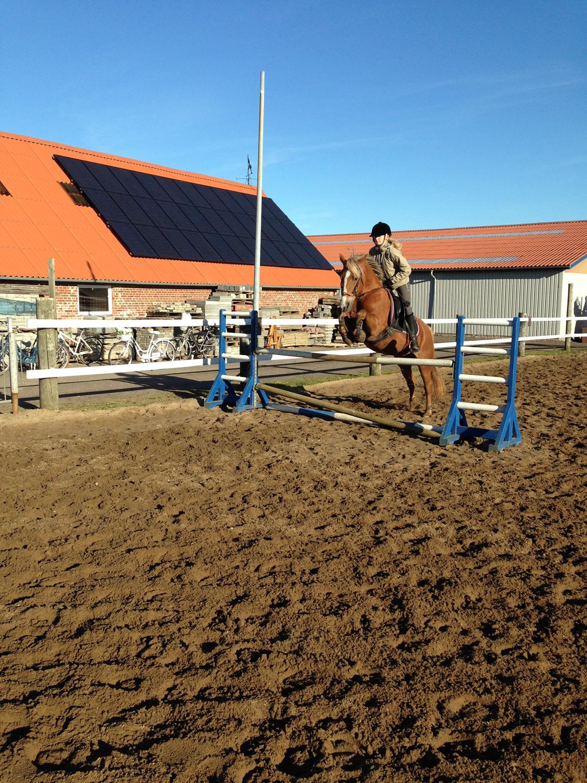 Anden særlig race Prinsess billede 13