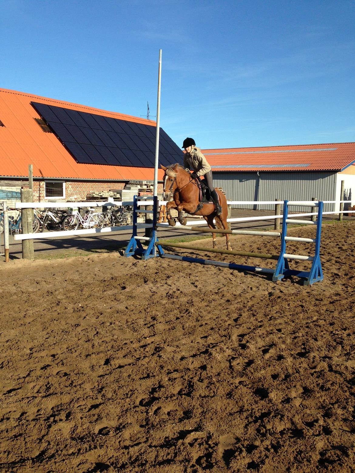 Anden særlig race Prinsess billede 12