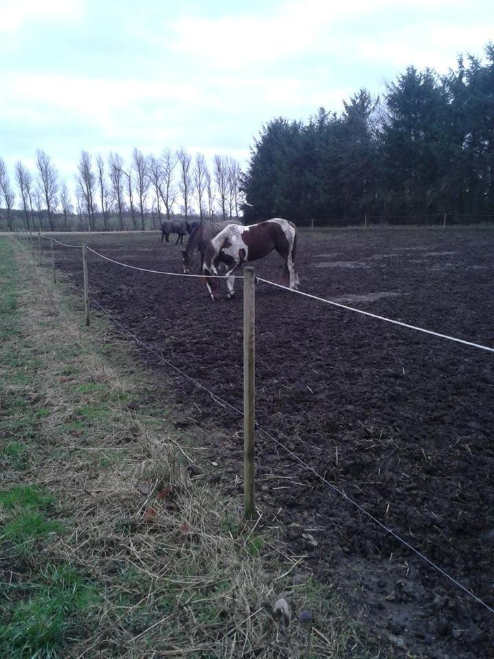 Anden særlig race Rapsine ikke min hest rider kun:'( - er hun ikke bare smuk på fold, og tak til nanna som tog billeder billede 15