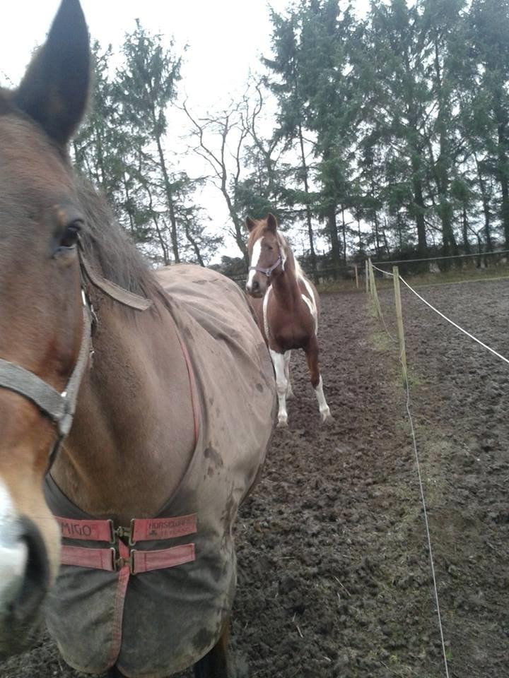 Anden særlig race Rapsine ikke min hest rider kun:'( - tak til Nanna som tog det her billede og det næste ;) billede 16