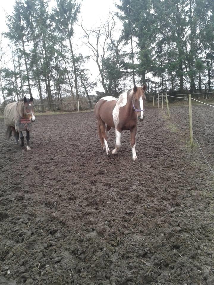 Anden særlig race Rapsine ikke min hest rider kun:'( - hygge med primadonna xD billede 17