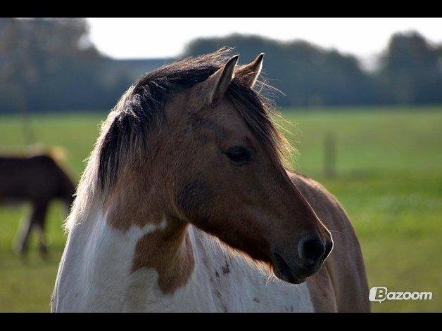 Anden særlig race Gormiti, Miti - Smukke smukke tøs! billede 2
