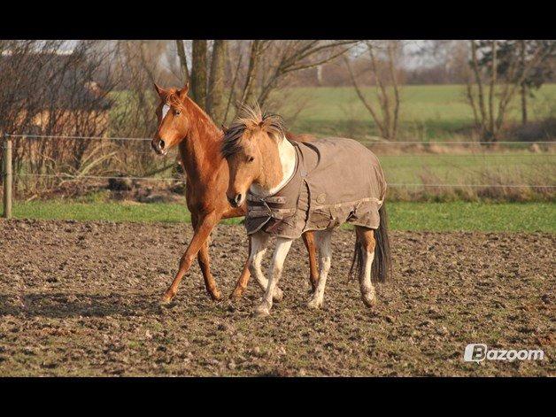 Anden særlig race Gormiti, Miti - Hygger med hendes bedste veninde billede 12