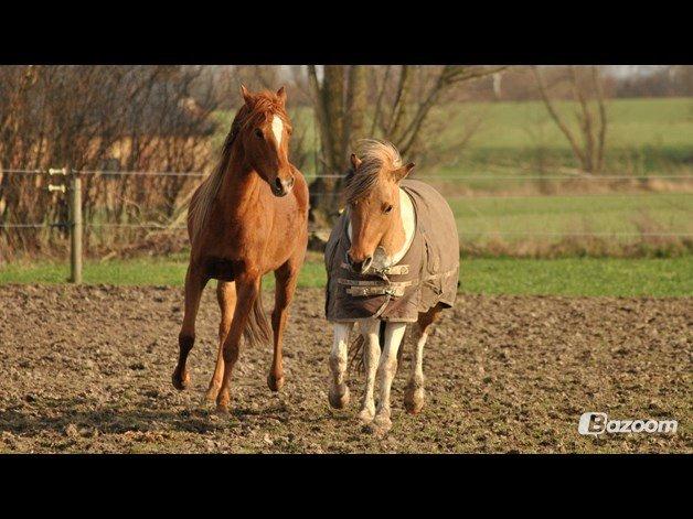 Anden særlig race Gormiti, Miti billede 13