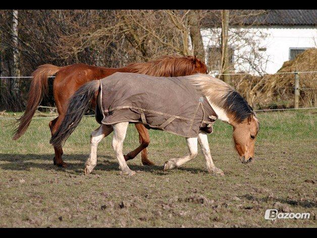 Anden særlig race Gormiti, Miti billede 14
