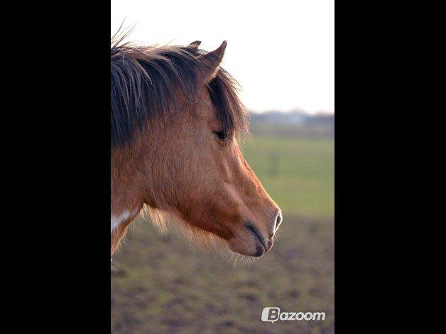 Anden særlig race Gormiti, Miti billede 16