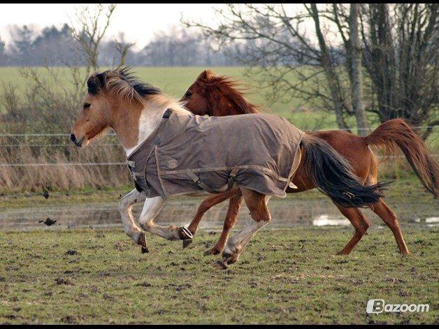 Anden særlig race Gormiti, Miti billede 17