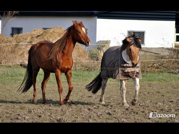 Anden særlig race Gormiti, Miti billede 15