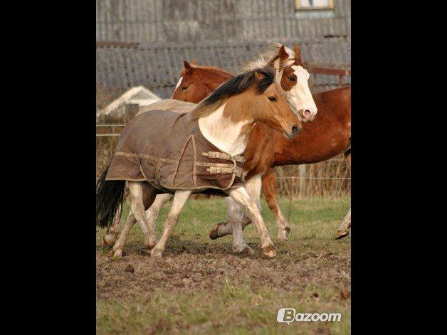 Anden særlig race Gormiti, Miti billede 18