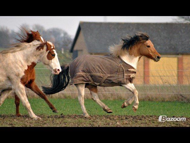 Anden særlig race Gormiti, Miti - Hygger sig vidst i fuld fart :D billede 19