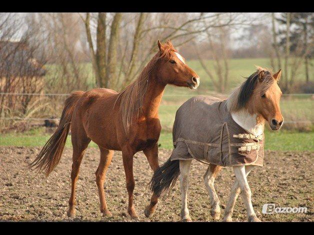 Anden særlig race Gormiti, Miti billede 20