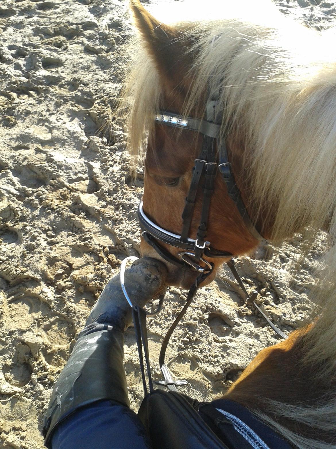 Welsh Cob (sec D) Mr. Roy billede 33