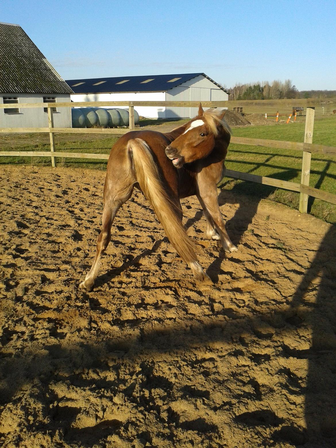 Welsh Cob (sec D) Mr. Roy billede 34