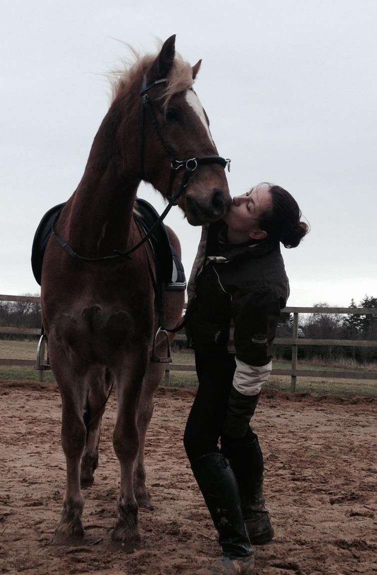 Welsh Cob (sec D) Mr. Roy billede 35