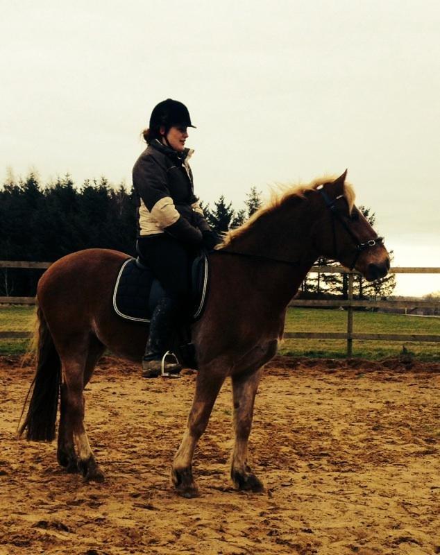 Welsh Cob (sec D) Mr. Roy billede 36