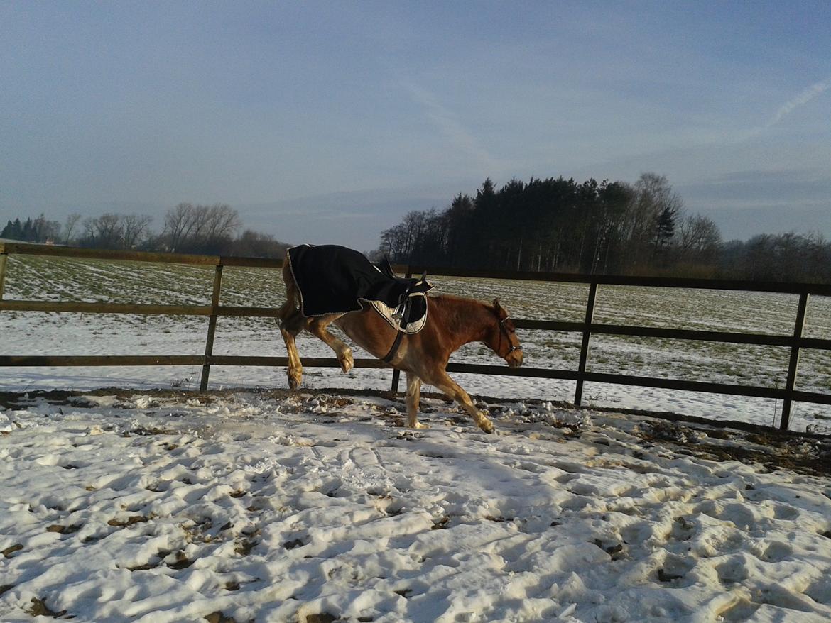 Welsh Cob (sec D) Mr. Roy billede 37