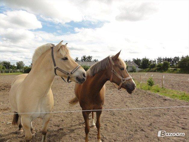 Anden særlig race Prinsess - Rytterlejr med Lucas<3 billede 11