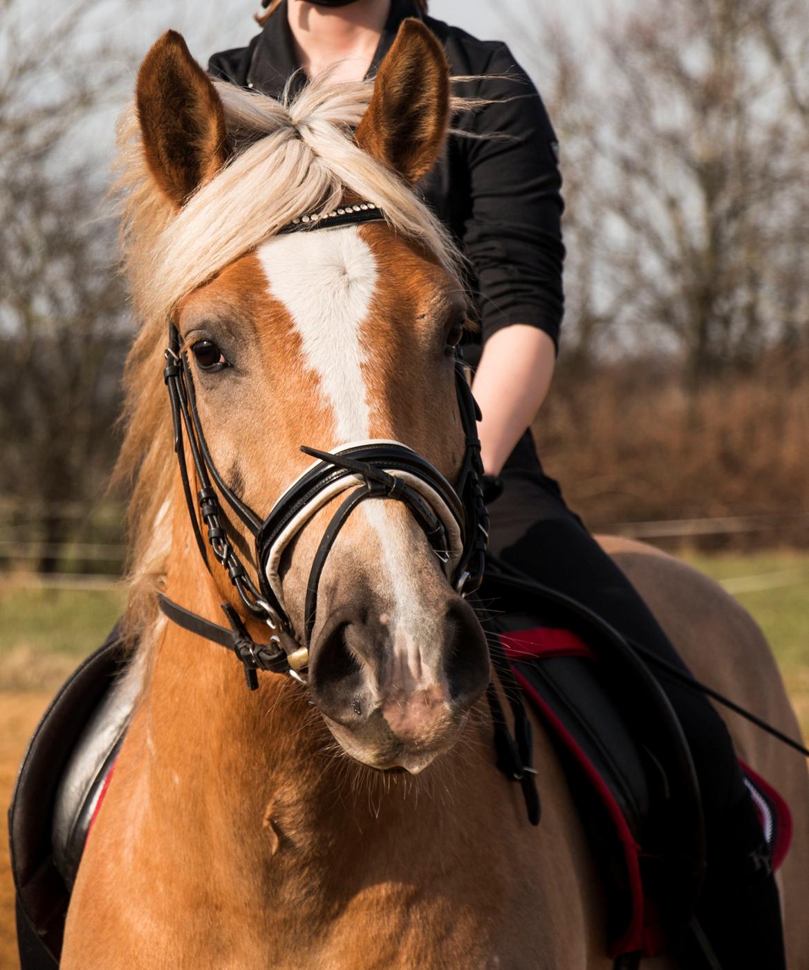 Haflinger BAILEY - 27.2.2014 billede 16