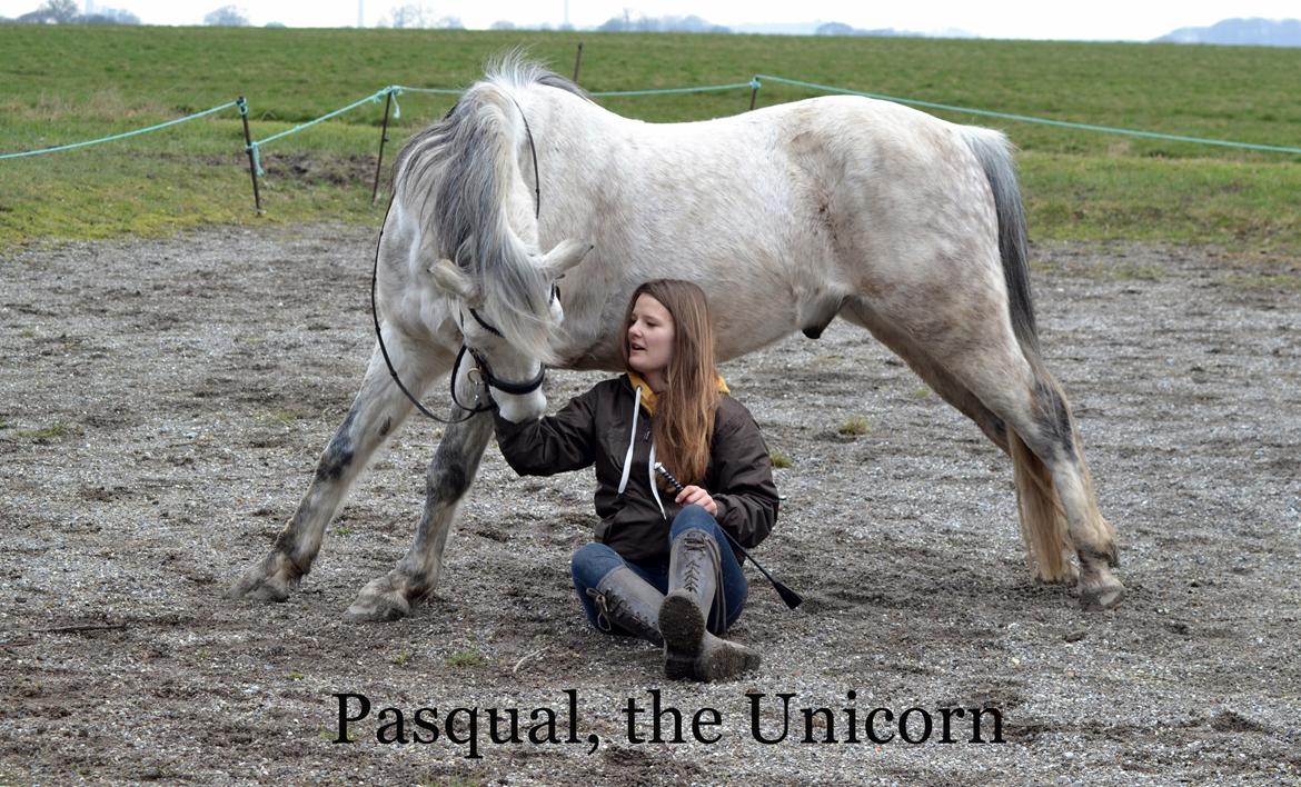 Anden særlig race Pasqual -My Unicorn- billede 45