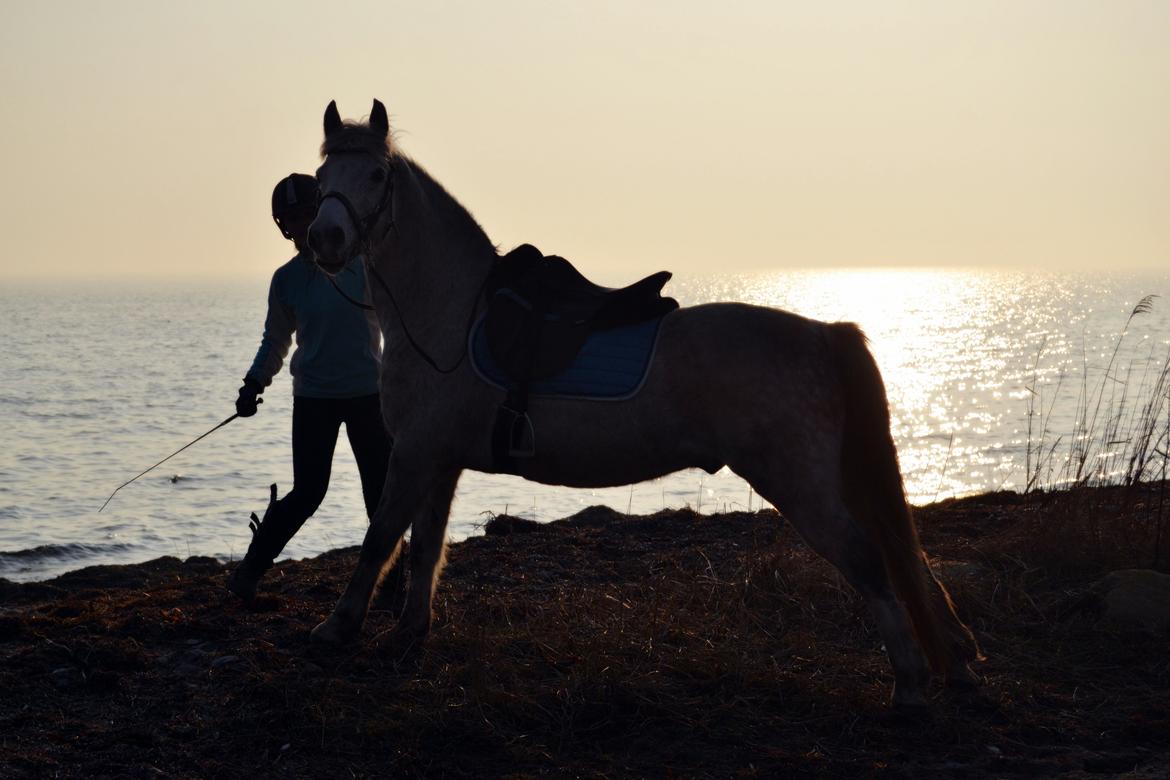 Anden særlig race Pasqual -My Unicorn- billede 1