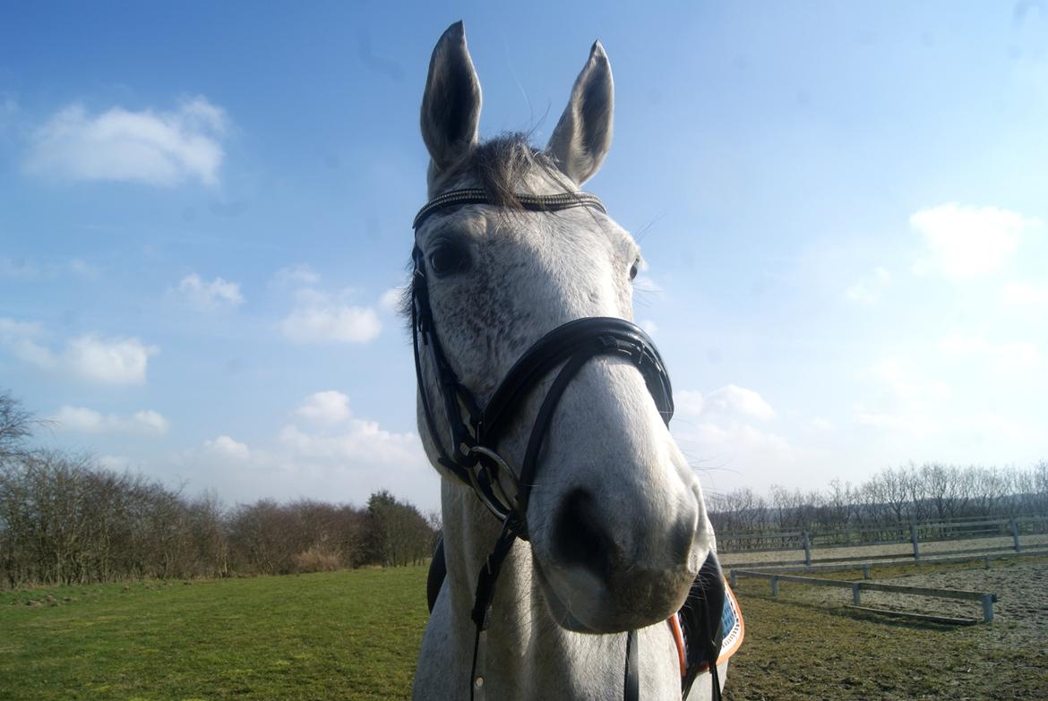 Anglo Araber (AA) Hedevangs Galilea - Februar 2014 - søde Galleprop <3 billede 17