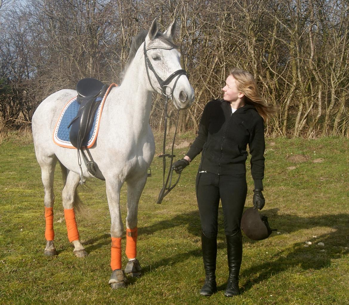 Anglo Araber (AA) Hedevangs Galilea - Februar 2014 - smukke Galle :) Foto: Amalie Andersen billede 9