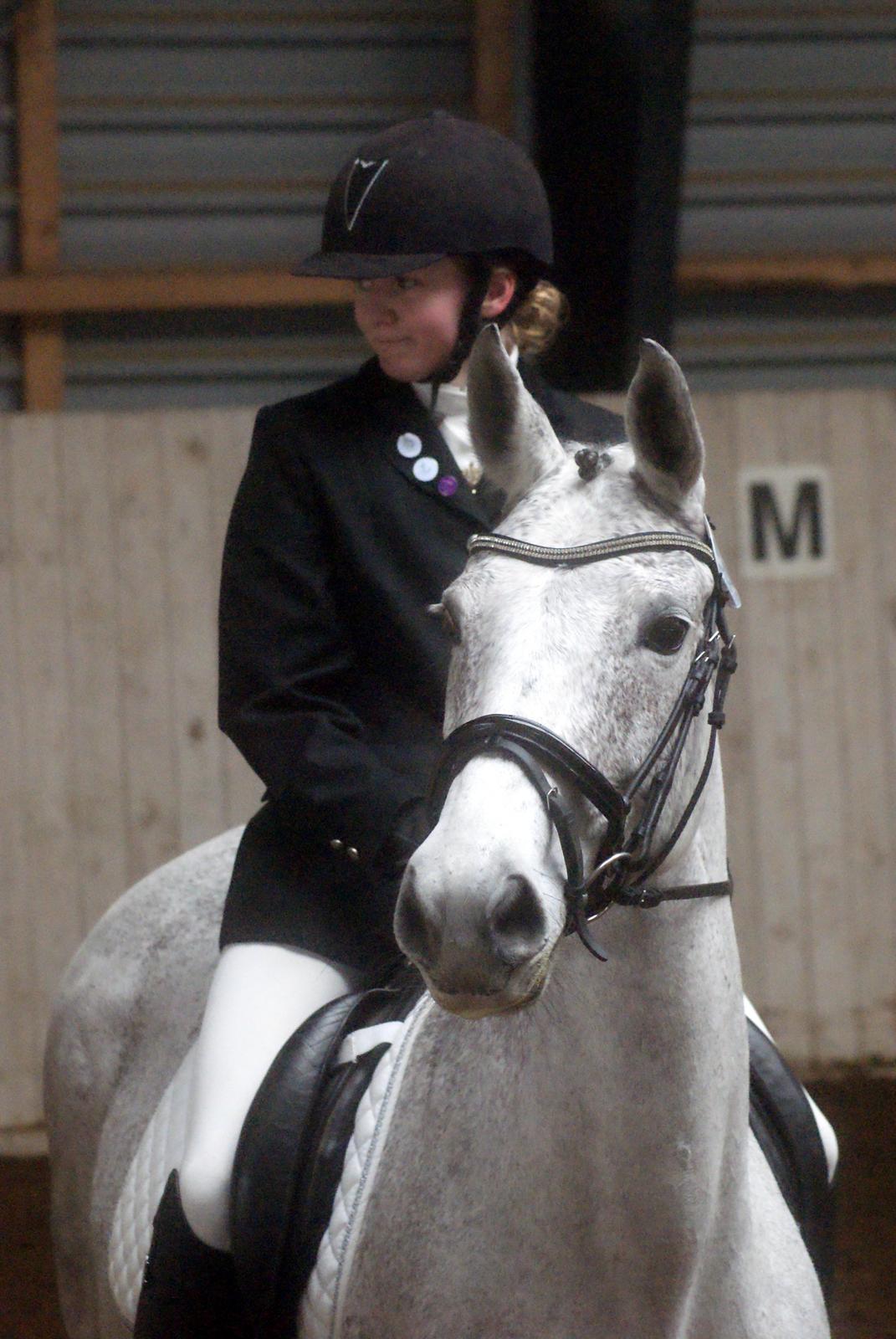 Anglo Araber (AA) Hedevangs Galilea - Februar 2014 - Stævne med Gallemus. Foto: Anne Rafn billede 13