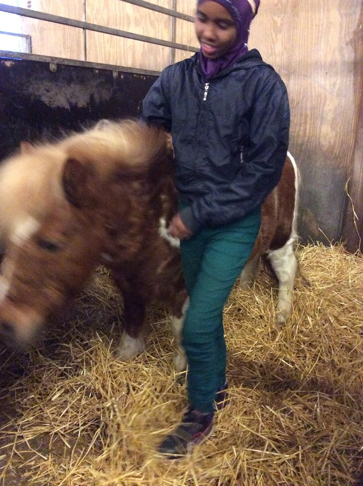 Shetlænder Lukas billede 17