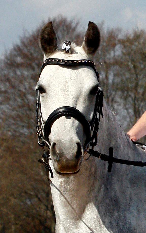 Welsh Pony (sec B) Vongkærgårds Annabell billede 2