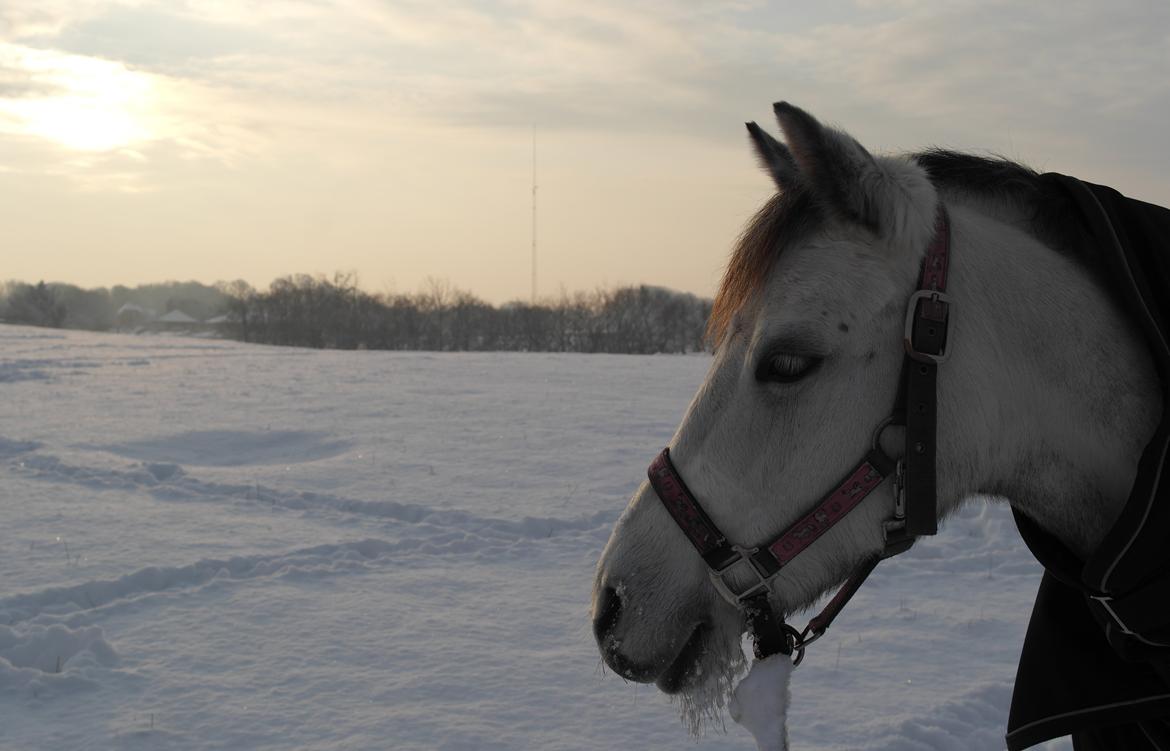 Welsh Pony (sec B) Vongkærgårds Annabell - Smukke ponz!  billede 8