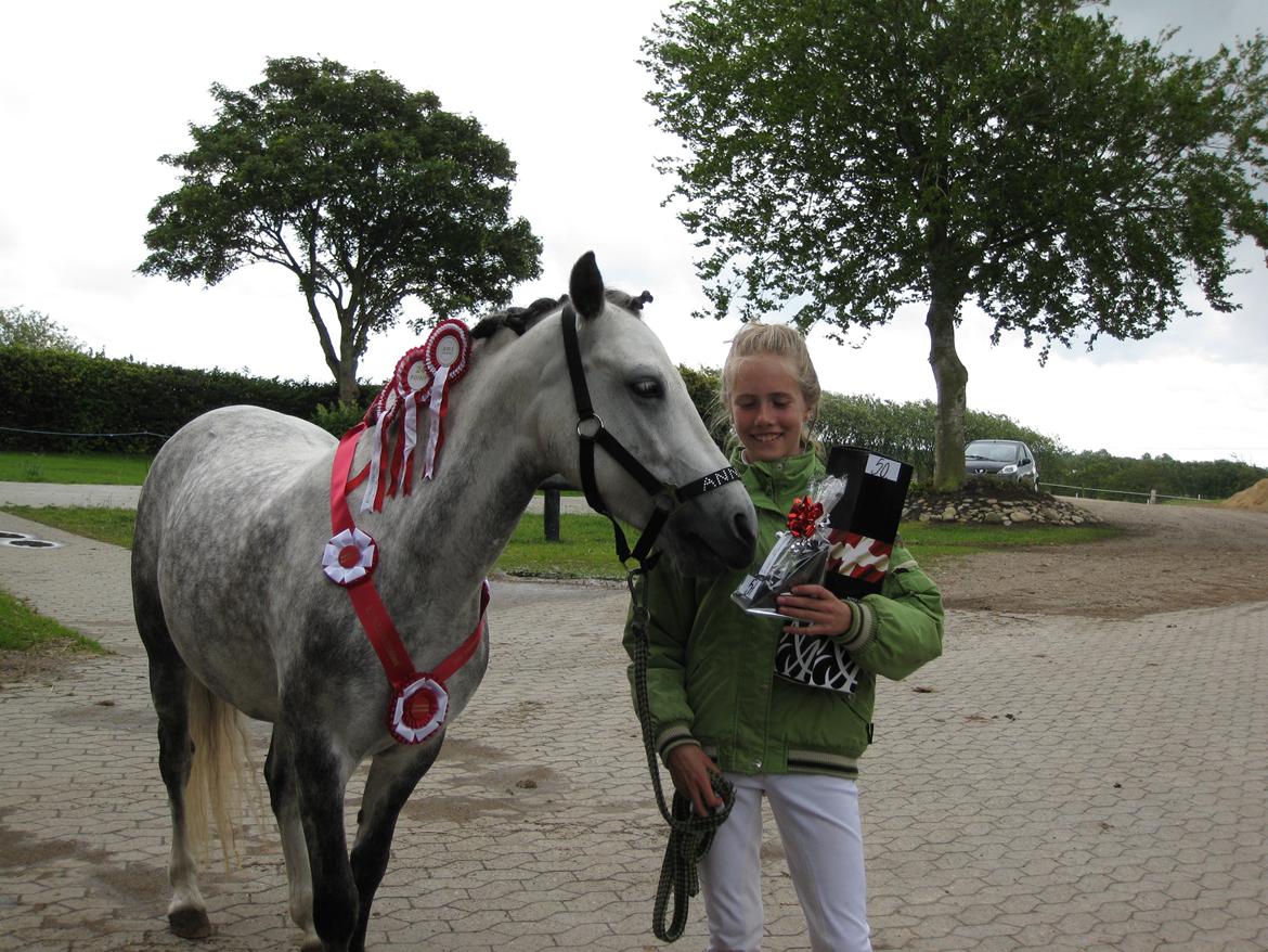 Welsh Pony (sec B) Vongkærgårds Annabell - Årets fritids hest 2012.. <3  billede 11