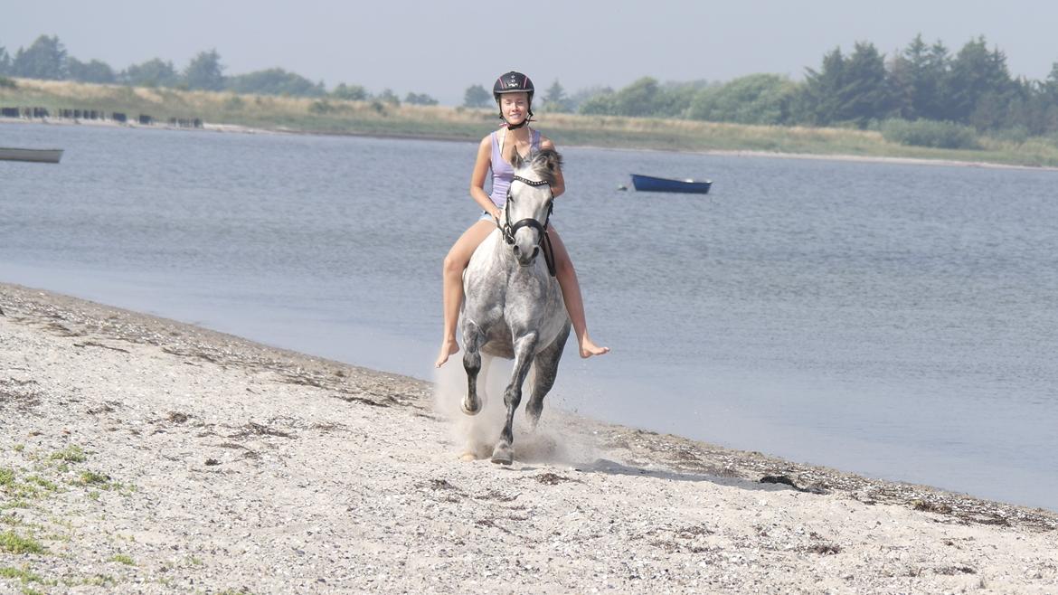 Welsh Pony (sec B) Vongkærgårds Annabell - Den fedeste følelse <3  billede 18