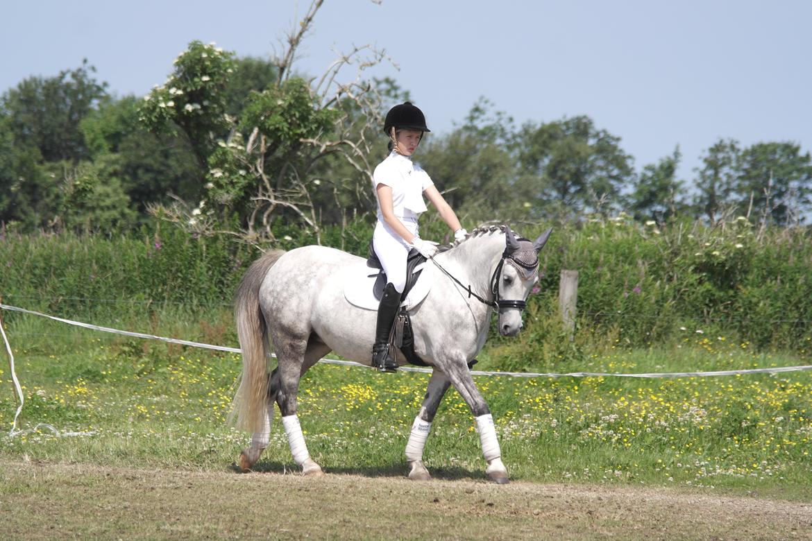 Welsh Pony (sec B) Vongkærgårds Annabell - Opvarmning hodsager 2013! billede 4