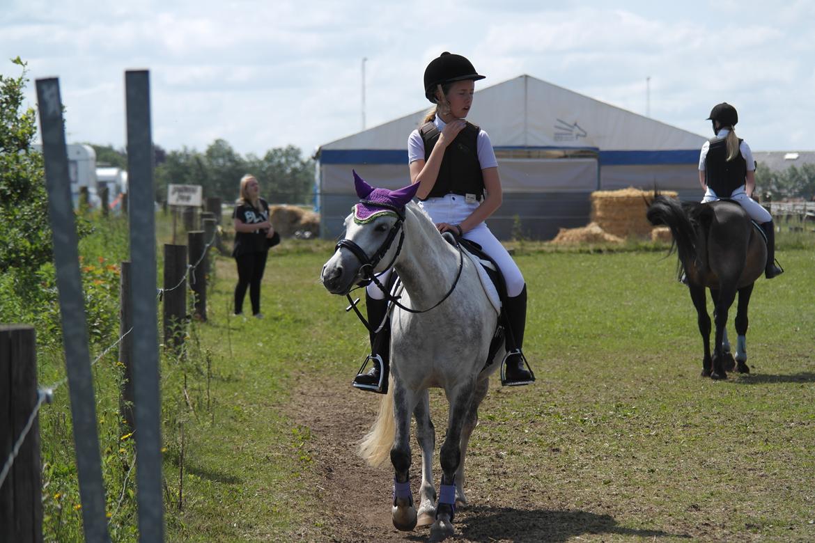 Welsh Pony (sec B) Vongkærgårds Annabell - "You make me crazy!" <3  billede 12