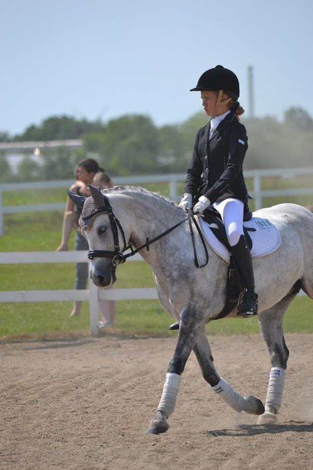 Welsh Pony (sec B) Vongkærgårds Annabell - Hodsager 2013(Stie-foto)  billede 9