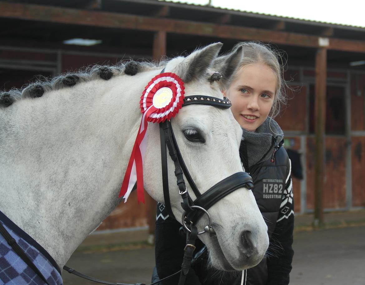 Welsh Pony (sec B) Vongkærgårds Annabell - LC3 73% Nov 2012 <3  billede 17