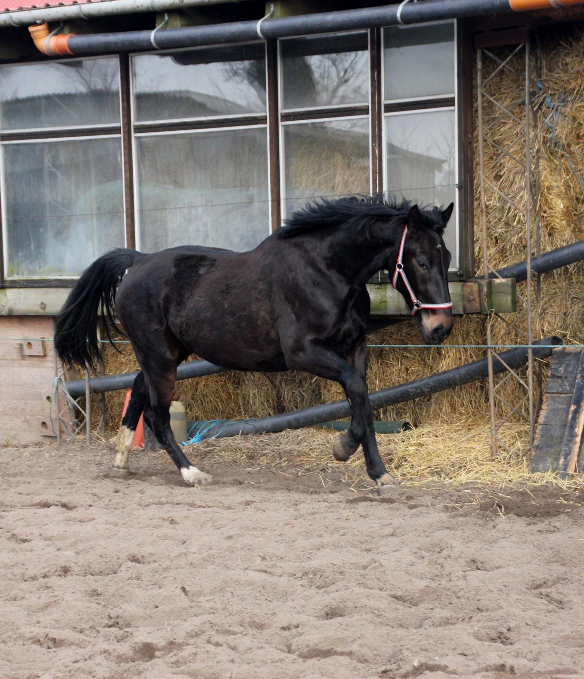 Oldenborg Marina billede 19