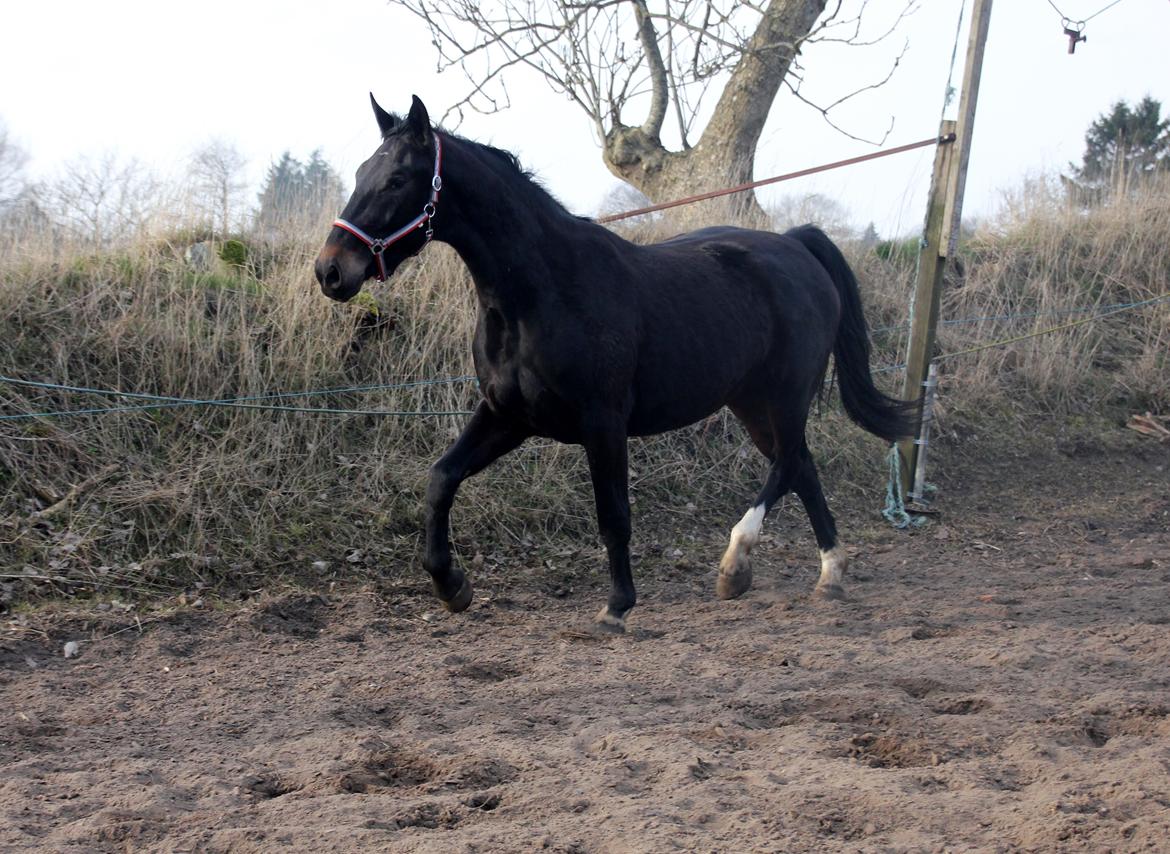 Oldenborg Marina billede 22