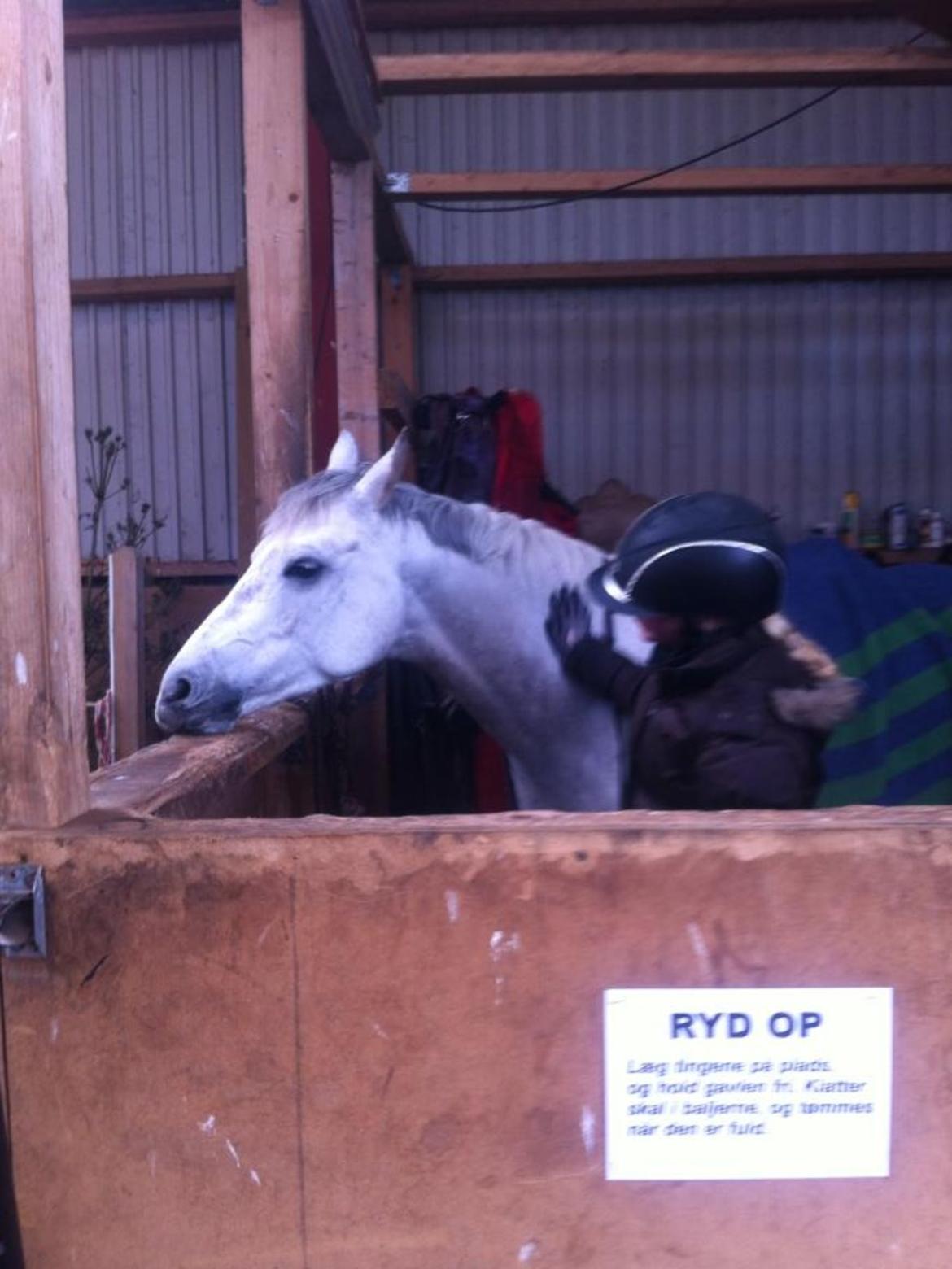 Hollandsk Sportspony Kassandra Van Klaverborch  billede 14